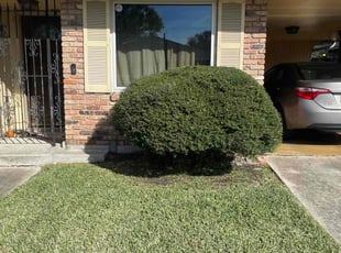 Bush Trimming by Juan Manson for Jacque L. in New Orleans, LA