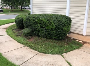 Bush Trimming by Albert Soto for Kwa-Weisha F. in McLeansville, NC
