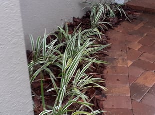 Mulching by Minh Duong for Ashley W. in Ocoee, FL