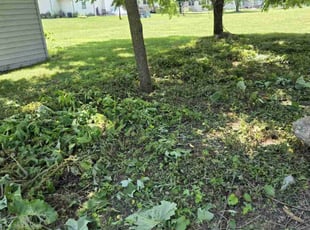 Steve t.'s Weeding service result