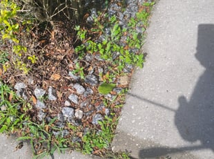 Weeding by Carlos Martinez for Rebecca C. in Orlando, FL