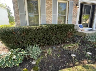 Bush Trimming by Aileen Sanchez for Lisa H. in Naperville, IL