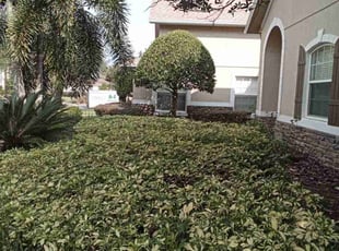 Bush Trimming by Keola Prickett for Aaron S. in Windermere, FL