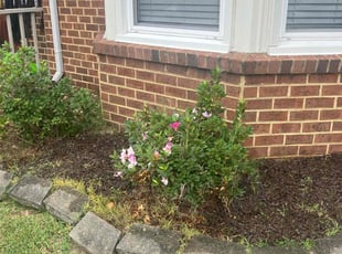 Weeding by Joel Walton for Jacob W. in Chesapeake, VA
