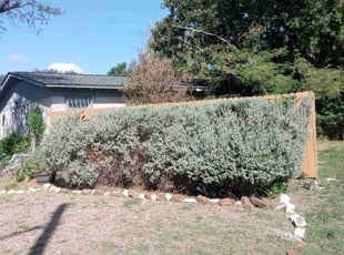 Bush Trimming by Angel Nieves for Mary O. in San Antonio, TX