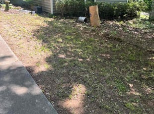Bush Trimming by Nelson Lopez for Kathryn V. in Charlotte, NC