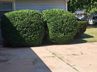 Bush Trimming by William Beacham for Jim B. in Wichita, KS