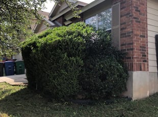 Bush Trimming by Bradley Matthiesen for Meredith M. in San Antonio, TX