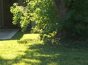 Cleanups by Brent Tanksley for Shauna N. in Austin, TX
