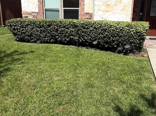 Bush Trimming by Gregorio Castruita for Kim M. in Manvel, TX