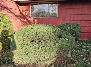 Bush Trimming by Ricardo Santiesteban for Loretta H. in Portland, OR