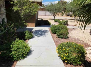 Bush Trimming by Lamont Johnson for Jason B. in Las Vegas, NV