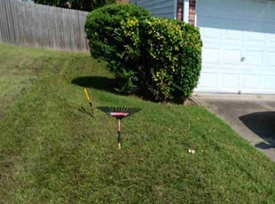 Bush Trimming by Damon Thomas for Nicole L. in Hampton, VA