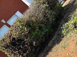 Nancy P.'s Bush Trimming service result