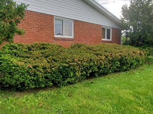 Bush Trimming by Aaron Spradlin for Justin B. in Englewood, OH