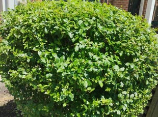Bush Trimming by Luis Velasco for Brittany D. in Washington, DC