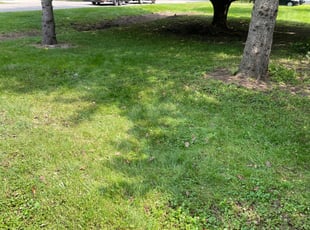 Leaf Removal by Vincent Nino for Madison T. in Farmington Hills, MI