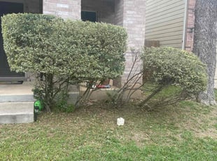 Bush Trimming by Lacy Dixon for Julia S. in San Antonio, TX