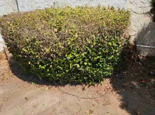 Monique A.'s Bush Trimming service result