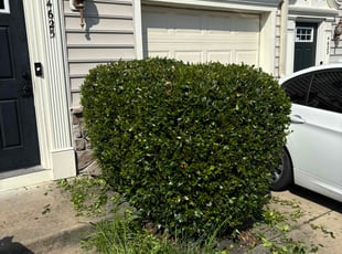 David H.'s Bush Trimming service result