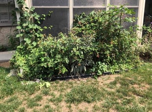 Bush Trimming by John McCardle for Judy Y. in Wauwatosa, WI