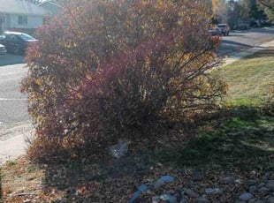 Laura P.'s Bush Trimming service result