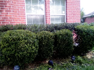 Bush Trimming by Walter Rodriguez for Erum R. in Richmond, TX