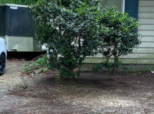 Bush Trimming by David Whitt for Veronica W. in Durham, NC