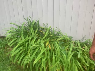 Bush Trimming by Edgar Hernandez for Marion L. in Columbus, OH