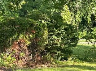 Bush Trimming by Ralphiel Hughley for Xochilt M. in Columbus, OH