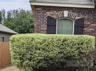 Bush Trimming by Marc Davis for John M. in San Antonio, TX