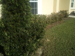 Bush Trimming by Donald Austile for Helen D. in Bartow, FL
