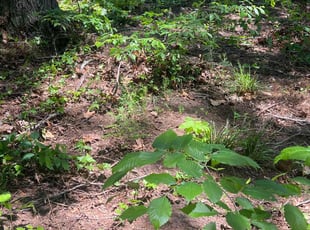 Leaf Removal by Matthew Lynough for Andrew L. in Cary, NC