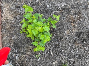 Weeding by Scott Culala for Dan n. in Olathe, KS