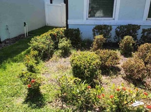 Bush Trimming by Jennifer Butler for Shakim H. in Seffner, FL