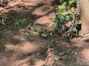 Leaf Removal by Jonathan pollard for Jennifer L. in Collierville, TN