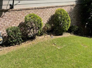 Nathan C.'s Bush Trimming service result