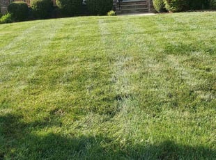 Marsha F.'s Yard Cutting service result