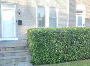 Bush Trimming by Chris Stewart for Heather H. in Washington, D.C., DC