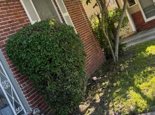 Bush Trimming by Delson Auguste for Hayley D. in Jacksonville, FL
