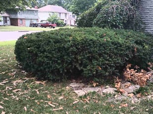 Bush Trimming by Reginald White for Bryt R. in Kansas City, MO