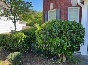 Bush Trimming by Lakin Duffy for Shannon B. in McDonough, GA