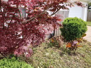 Bush Trimming by Michael Weaver for Melissa R. in Mt. Juliet, TN