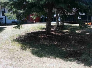 Leaf Removal by Ryan Reitzel for Kefyalew A. in Coon Rapids, MN