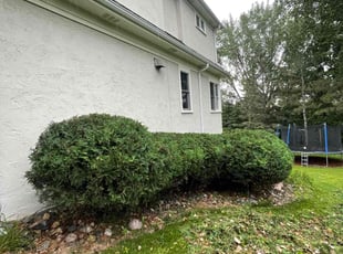 Suzanne H.'s Bush Trimming service result