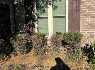 Bush Trimming by Kevin Glenn for Stephanie B. in Memphis, TN
