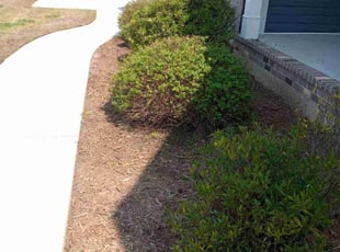 Bush Trimming by Josh Scanlan for kimberly b. in Taylors, SC