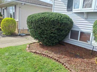 Bush Trimming by Christian Rivera for Jean E. in Maple Heights, OH