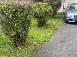 Bush Trimming by James Serio for Napthal S. in Rochester, NY