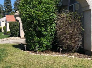 Bush Trimming by Johnie Parker for Trisha C. in Fresno, CA